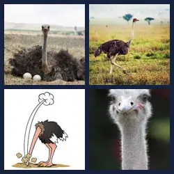 4 Fotos 1 Palabra Nivel AVESTRUZ