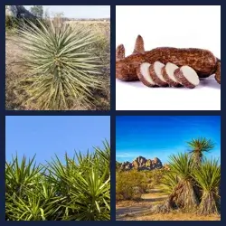 4 Fotos 1 Palabra Nivel YUCA