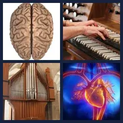 4 Fotos 1 Palabra Nivel ORGANO